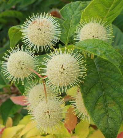 Buttonbush Sugar Shack®